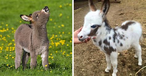 These 30 Cute Baby Donkeys Are Everything You Need To See Today Bored