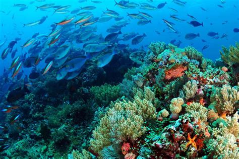 The Best Places In The World To Scuba Dive Dive Magazine