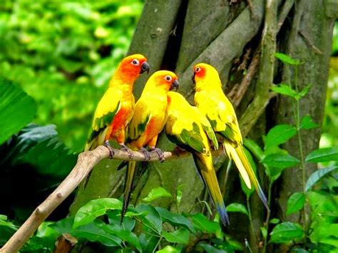 World Beautiful Birds World Beautiful Parrots Facts And Pictures