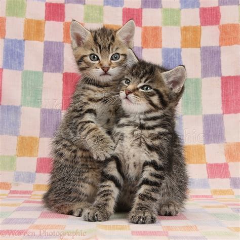 Two Cute Cuddly Tabby Kittens On Chequered Background Photo Wp39111