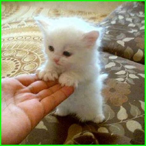 Gambar buat foto profil wa lucu. 5000+ Gambar Kucing Lucu, Imut dan Paling Menggemaskan ...