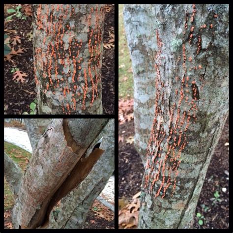 Nectria Canker Garden Answers