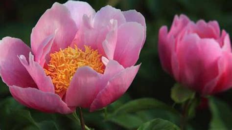 Chinese Peony Caring Tips Rayagarden