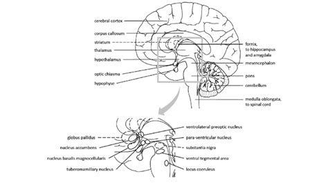 Brain Compartments Relevant For Histaminergic Innervations Download