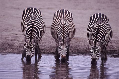 What Eats Zebras?