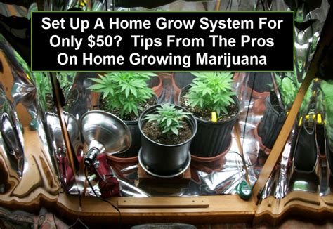 How to make cbd oil at home. The 5 Easiest Cannabis Strains To Grow