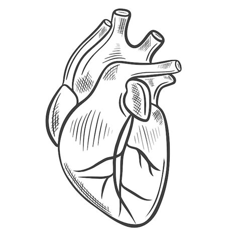 Premium Vector Human Heart Sketch Vector Illustration
