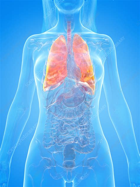 Human Lung Illustration Stock Image F0351021 Science Photo Library