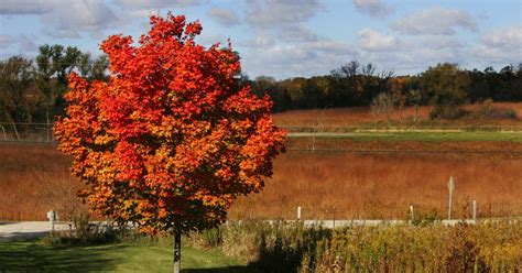 Where To Soak In Fall Colors At Illinois State Parks Not