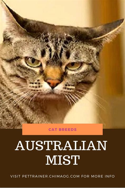 Their conviction that no person or animal could do anything but love them leads to ease of integration with any but the extremely aggressive. Australian Mist - Cat Breeds in 2020 | Cat breeds, Cats ...