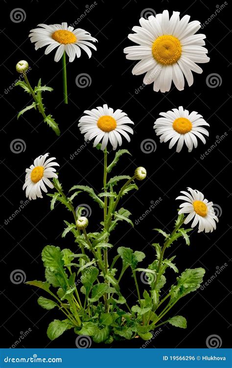 Daisies On The Black Background Stock Photo Image Of Nature Field