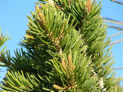 Pinus Edulis Calflora