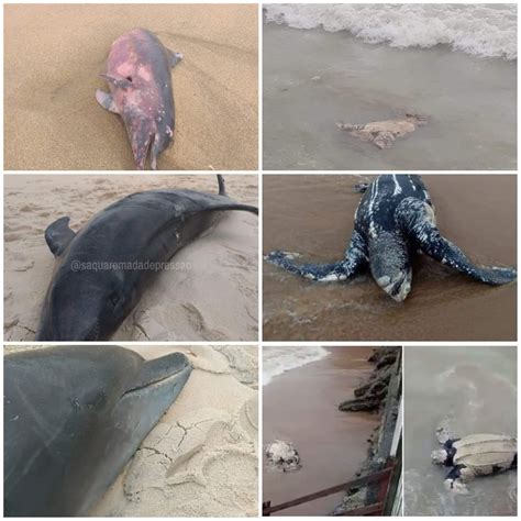 Quatro animais marinhos aparecem mortos em praias da região em menos de