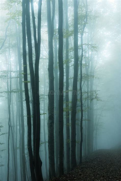 Blue Foggy Mystical Forest Stock Photo Image Of Beech 97018670