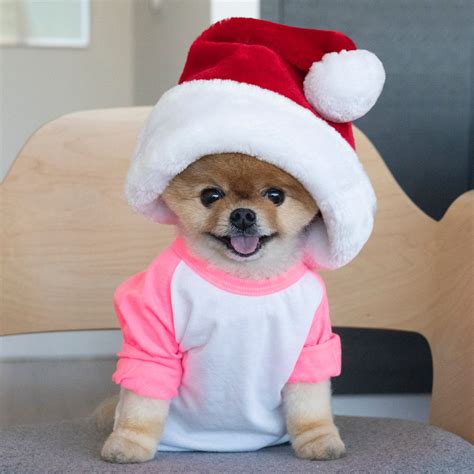What Breed Of Dog Is Jiffpom