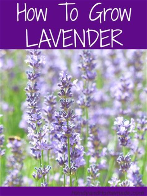 Watch as better homes and gardens shows you how to grow lavender in your home garden! How To Grow Lavender From Seed | ALL THINGS FOR THE GARDEN ...