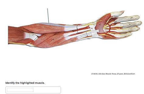 The muscles of the torso are interesting on many levels. Solved: 1 LT VA16: Lifo-Size Muscle Torso, 27 Port, 38 Sci ...
