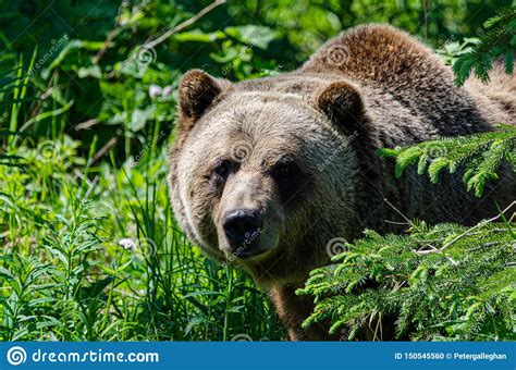 Big Grizzly Bear Stalking Behind A Tree Stock Photo Image Of Power