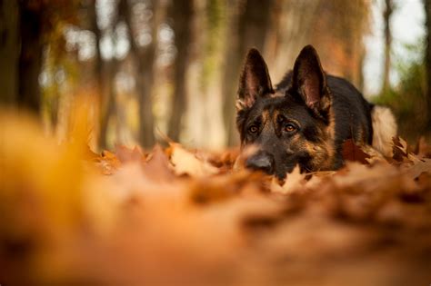 Tapeta na monitor Zvířata ovčák pes podzim německá příroda