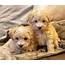 Beautiful Maltipoo Puppies  Classifiedsuk Free Classified Ads UK
