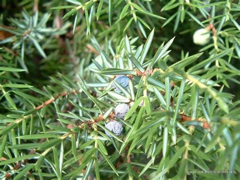 Information and translations of wacholder in the most comprehensive dictionary definitions resource on the web. Gemeiner Wacholder (Juniperus communis)