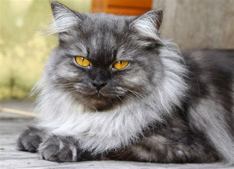 When you think of persian cats, you probably picture the iconic persian with long, silky, white fur and bright, blue eyes sitting on a pink silk cushion—or was that a fancy feast commercial? Get to Know the Persian: The Original Feline Nobility ...