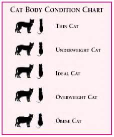 In these cases, knowing how to. Healthy weight for cats « The Pet Product Guru
