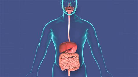 Human Digestive System With Annotated Organs Stock Motion Graphics Sbv Storyblocks