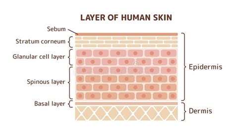 Layer Of Human Skin 3d Illustration English Stock Vector