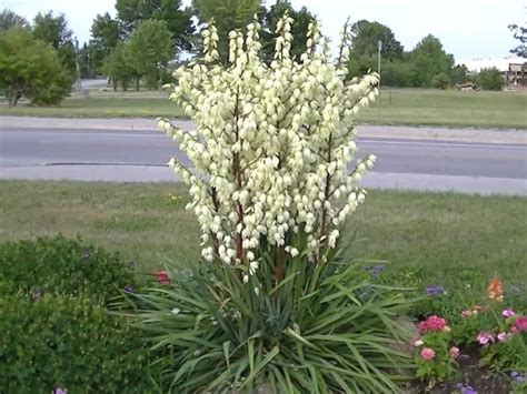 Beans, lima beans, southern peas, pepper, sweet potato, pumpkin, and tomato. 5 Tips to Get a Yucca Plant to Bloom | World of Succulents