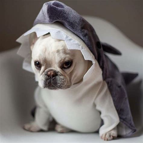 I found the cutest costume of 2011. The grumpy cat has been officially dethroned. | Dog shark ...