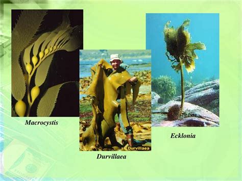 Qual A Importância Das Algas Unicelulares Nos Ecossistemas Aquáticos