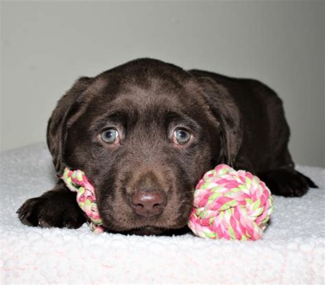Searching for quality english labrador puppies in indiana? Labrador Retriever puppy dog for sale in topeka, Indiana