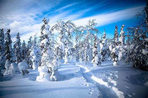 Wallpaper Lapland Region Finland Winter Nature Snow Trees