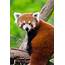 Meet The Red Panda Your New Favourite Animal  Eluxe Magazine