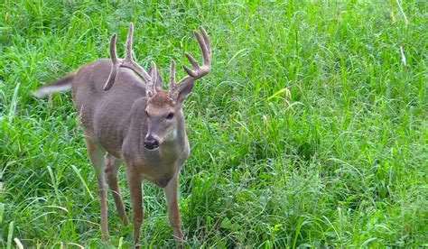 Deer Hunting: Hunt This Type of Deer to Kill More Mature Bucks | Deer ...