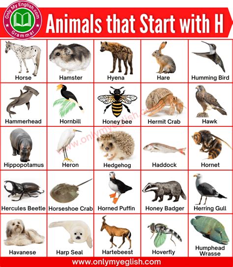 Animals That Start With H Animals Beginning With H