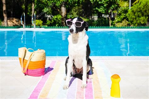 Funny Dog On Summer Vacation At Swimming Pool Stock Photo By ©dirima