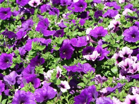 Caring For Wave Petunia Tips For Growing Wave Petunias Wave