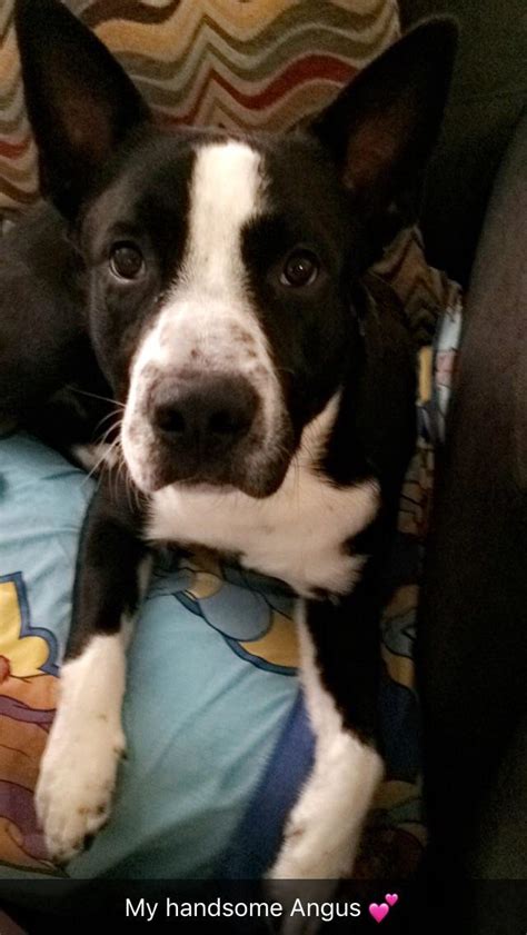 Grab the opportunity to visit where the puppies are born. Angus💕 border collie pitbull mix : dogpictures