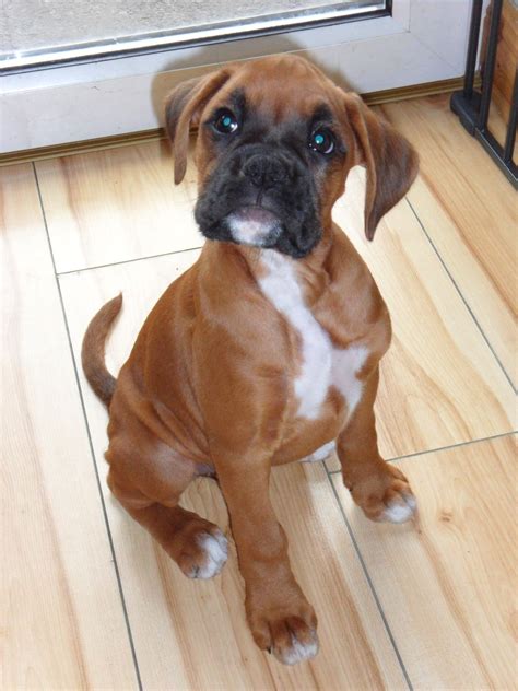 Beautiful Boxer Puppies Ready Now Newtownabbey County Antrim