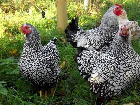 Silver Laced Wyandotte Bantams Fancy Chickens Beautiful Chickens