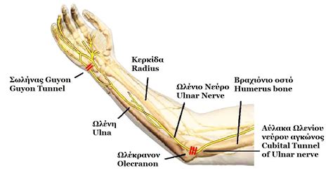 Fileanatomy Of Ulnar Nerve Wikipedia The Free Encyclopedia