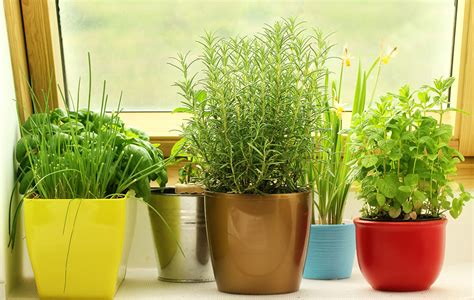 5 Best Indoor Herb Gardens Easy Herb Garden