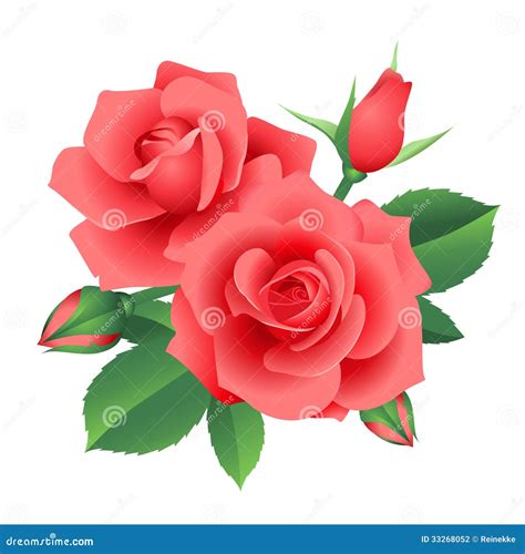 Bloom Roses Stock Vector Illustration Of T Closeup 33268052