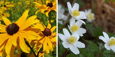 The song was written by dolores claman, who also wrote the hockey theme, with lyrics by richard morris and orchestrations by jerry toth. Native Plants of Ontario You Should Grow in Your Garden ...