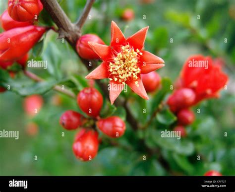 Pomegranate Anar Punica Granatum Blooming Stock Photo Alamy