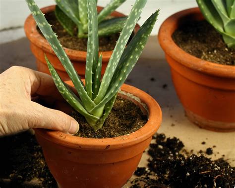 How To Grow Aloe Vera Your Complete Guide