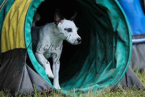 Monday - Guides Canins Sept. 2014 | // $10.00/ Photo [downlo… | Flickr