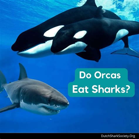 do orcas eat sharks dutch shark society